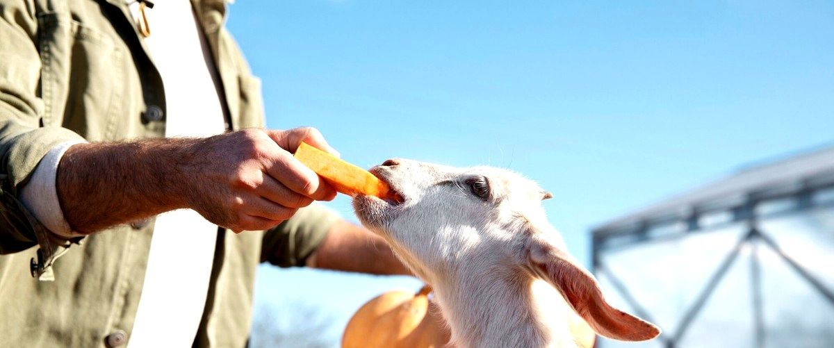 2. ¿Cómo puedo elegir la mejor residencia para mi perro en Murcia?