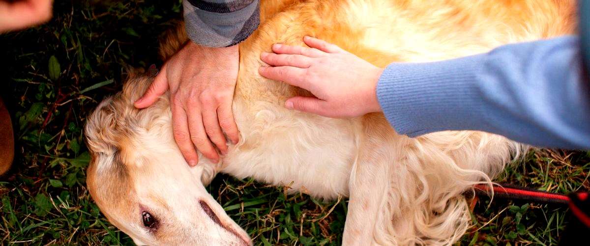 3. ¿Qué medidas de seguridad se toman en los centros de cuidado para perros en Segovia?