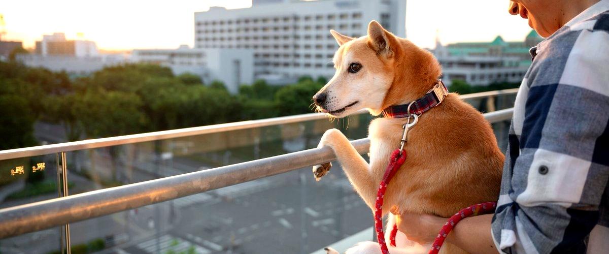 3. ¿Qué tipo de cuidados y atenciones recibirá mi perro durante su estancia?