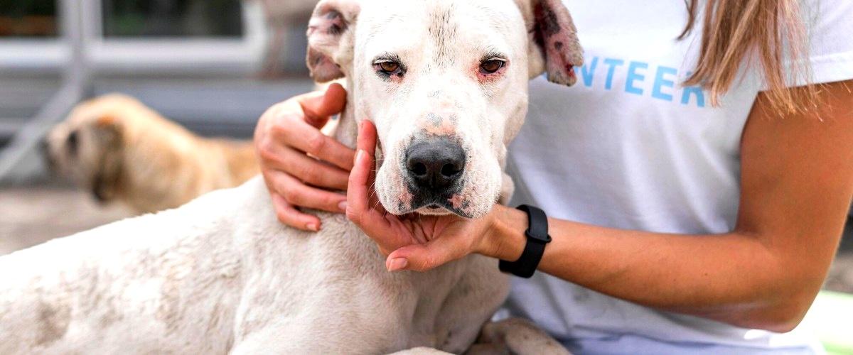 4. ¿Cuáles son las medidas de seguridad implementadas en las guarderías para perros en Alcobendas?