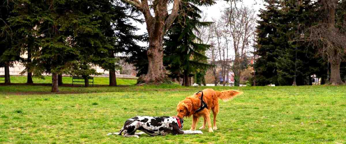 4. ¿Cuánto cuesta hospedar a tu perro en una residencia canina en Pamplona (Navarra)?