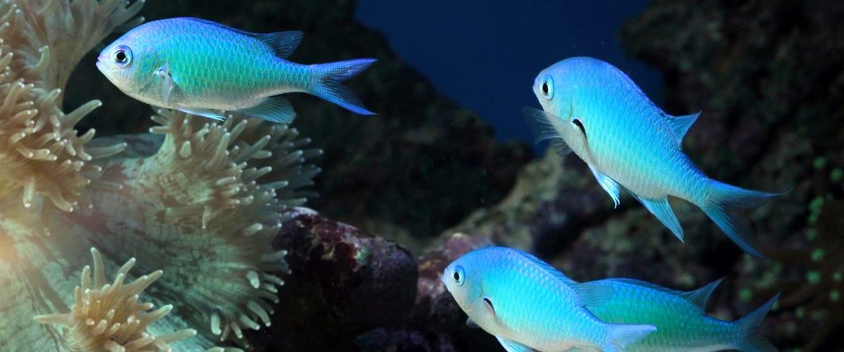 4. ¿Qué medidas de seguridad debo tomar al introducir nuevos peces en mi acuario?