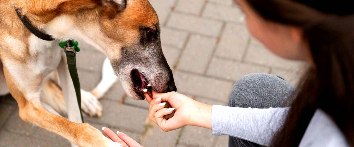 ¿Cómo elijo la mejor guardería canina para mi perro?