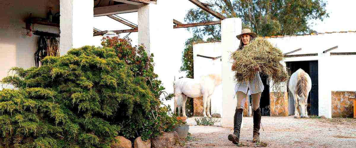 ¿Cómo funciona el proceso de compra o alquiler de una propiedad a través de una agencia inmobiliaria?