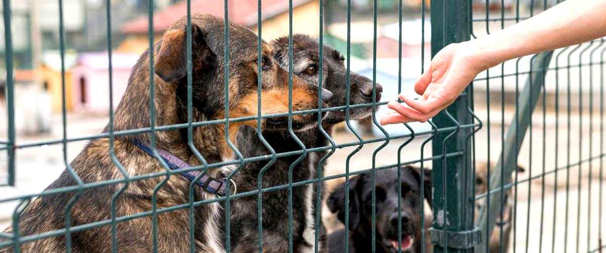 ¿Cómo funcionan las guarderías para perros en Ávila?