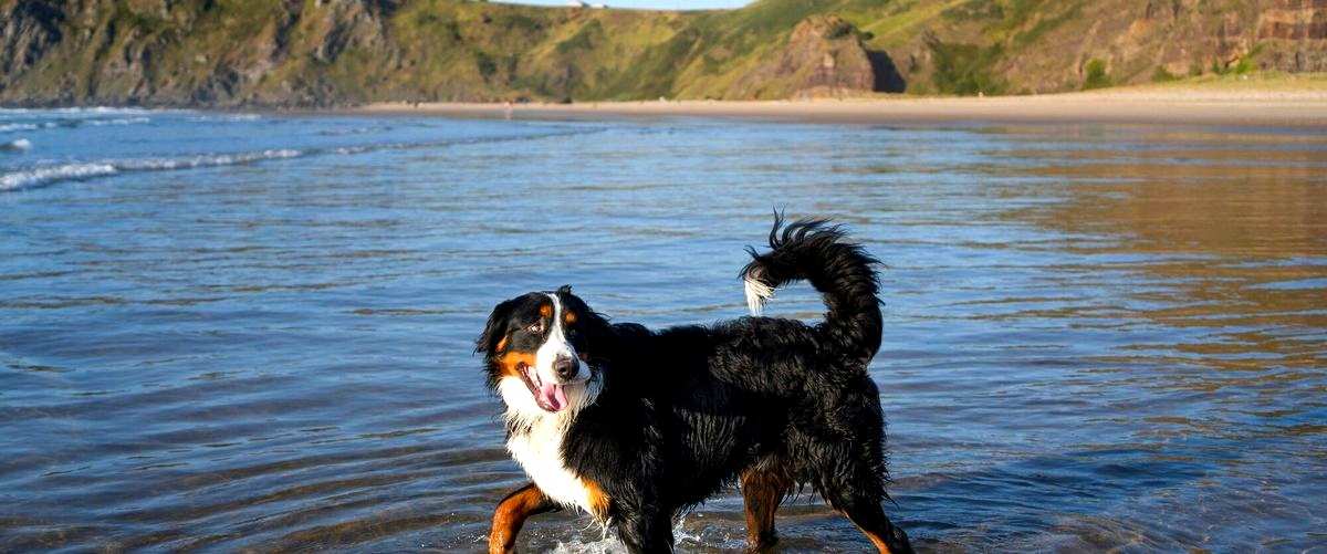 ¿Cómo funcionan las guarderías para perros en El Puerto de Santa María (Cádiz)?