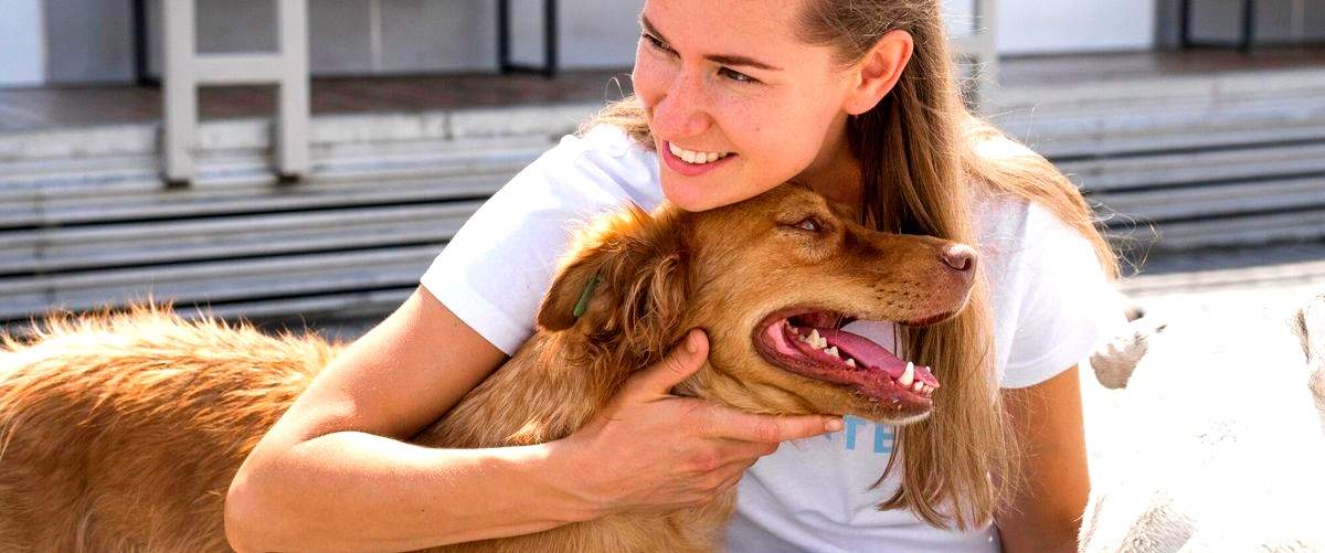 ¿Cómo funcionan las guarderías para perros en Soria?