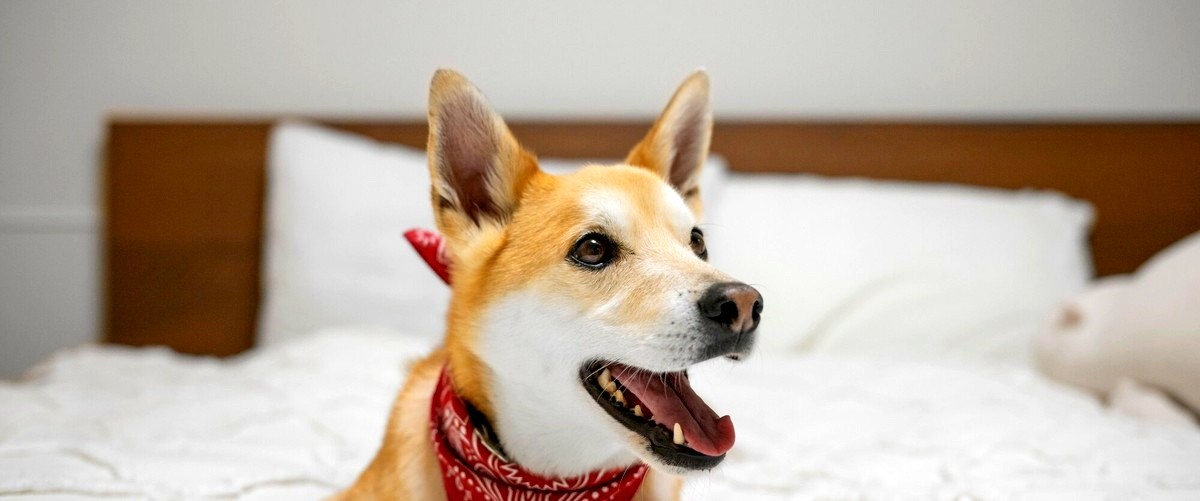 ¿Cómo puedo asegurarme de que mi perro estará bien cuidado en un hotel para perros?