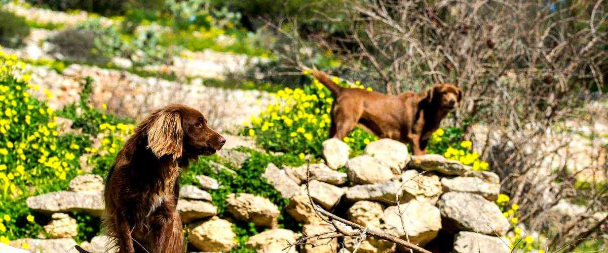 ¿Cómo puedo encontrar a un buen veterinario en Huesca?