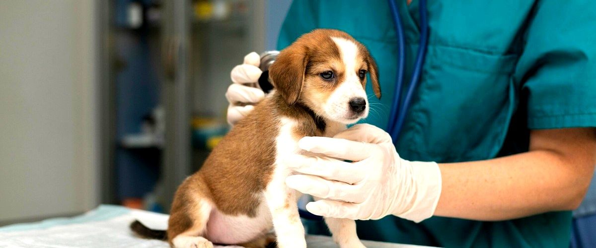 ¿Cómo puedo encontrar un buen veterinario en Alcorcón?