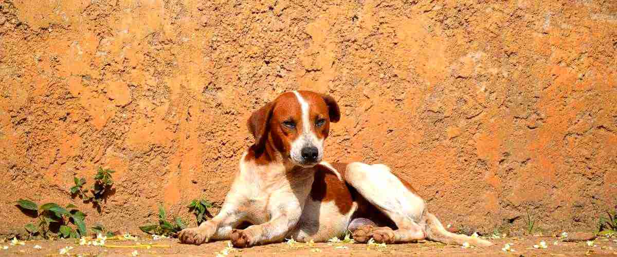 ¿Cómo puedo saber si mi perro se adaptará bien a la guardería?