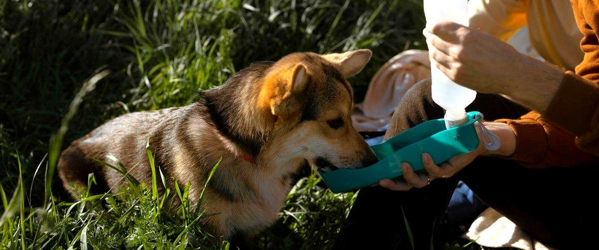 ¿Cómo puedo saber si mi perro se adaptará bien a una residencia canina?