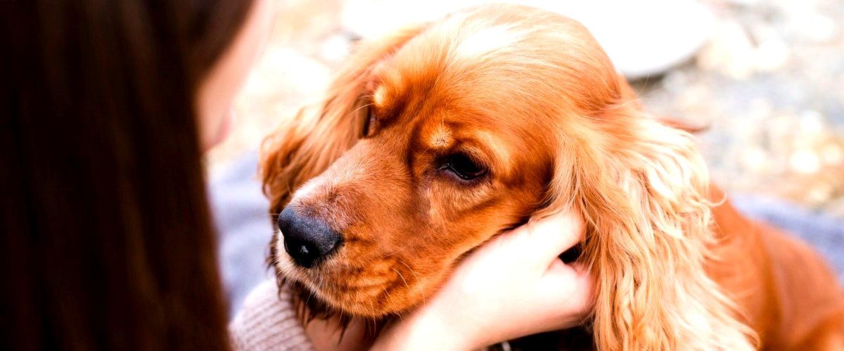 ¿Cómo puedo saber si un centro de cuidado canino es de confianza?