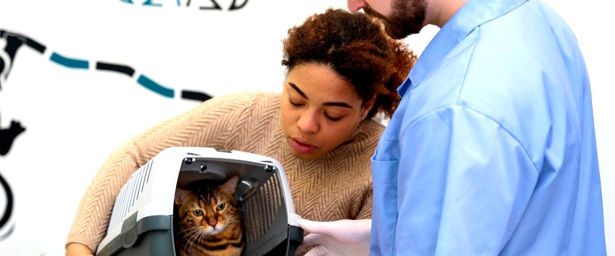 ¿Cómo se les llama a los profesionales veterinarios en Cádiz?