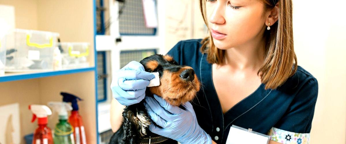 ¿Cómo se les llama a los profesionales veterinarios en Móstoles (Madrid)?