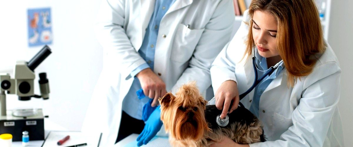 ¿Cuál es considerado el mejor veterinario en Córdoba?