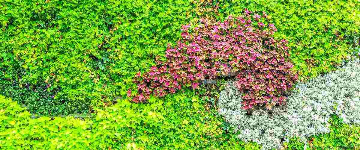 ¿Cuál es el precio por metro cuadrado de servicios de jardinería en León?