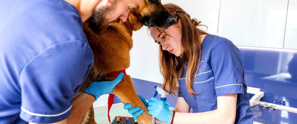 ¿Cuál es el horario de atención de las clínicas veterinarias en Hospitalet de Llobregat?