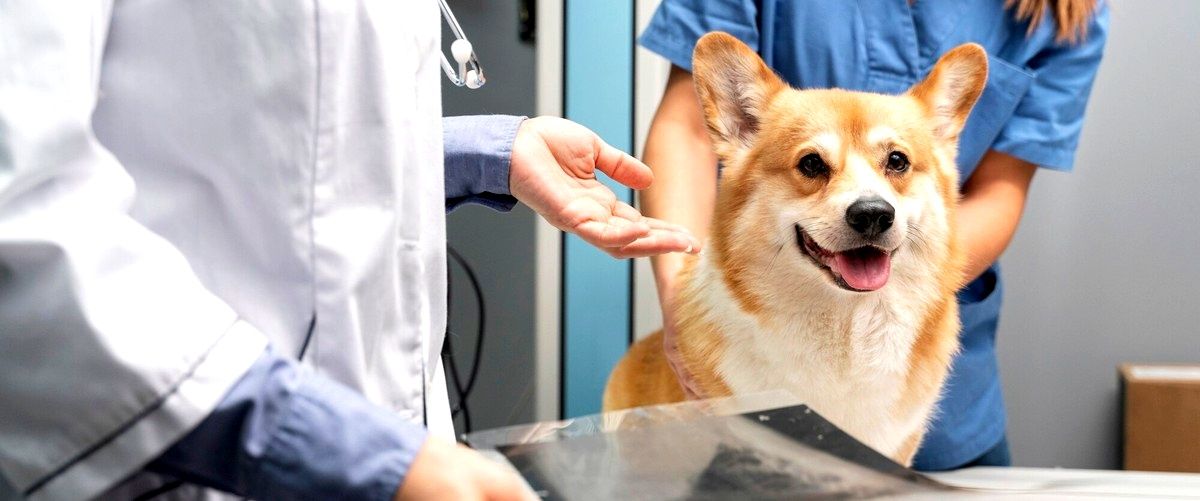 ¿Cuál es el mejor veterinario en Orense?