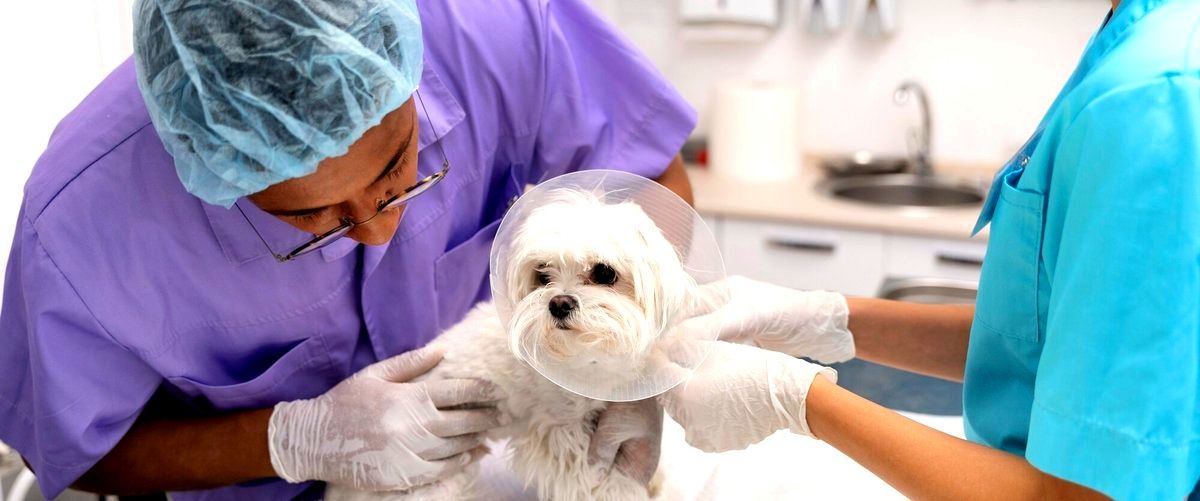 ¿Cuál es el nombre de los veterinarios que atienden a todos los animales en Jaén?