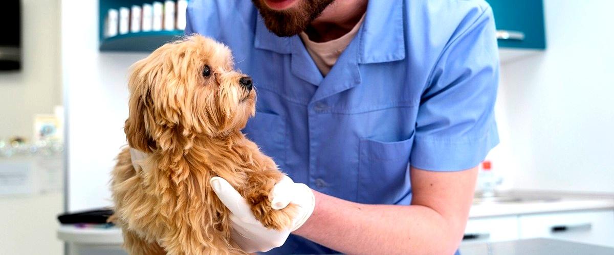 ¿Cuál es el nombre de los veterinarios que atienden a todos los animales en Lorca (Murcia)?