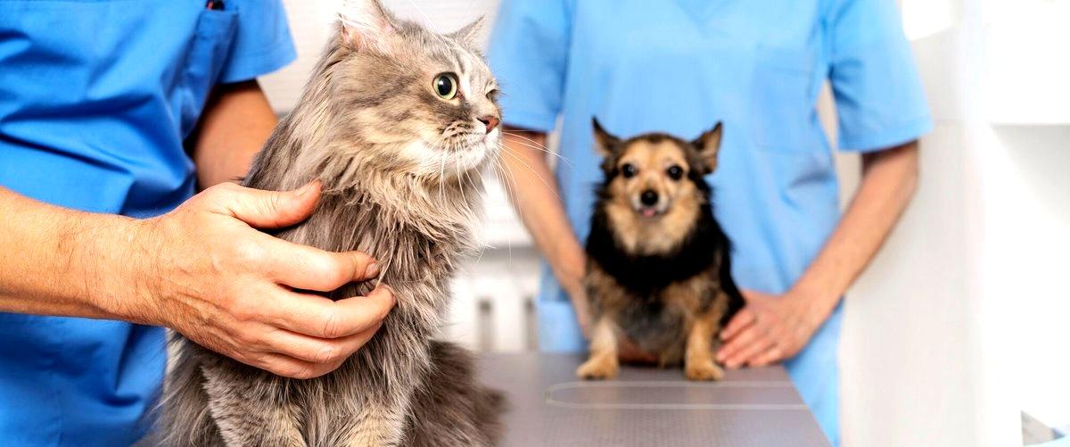 ¿Cuál es el nombre que se le da a los profesionales que se dedican a la medicina veterinaria en San Sebastián (Guipúzcoa)?