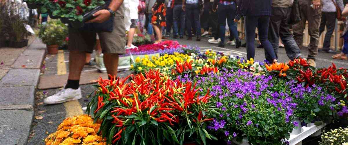 ¿Cuál es el precio de un ramo de rosas en una floristería de Zamora?