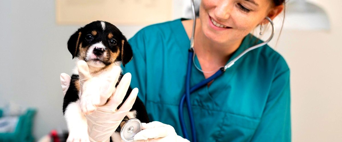 ¿Cuál es el precio de una consulta veterinaria en España?