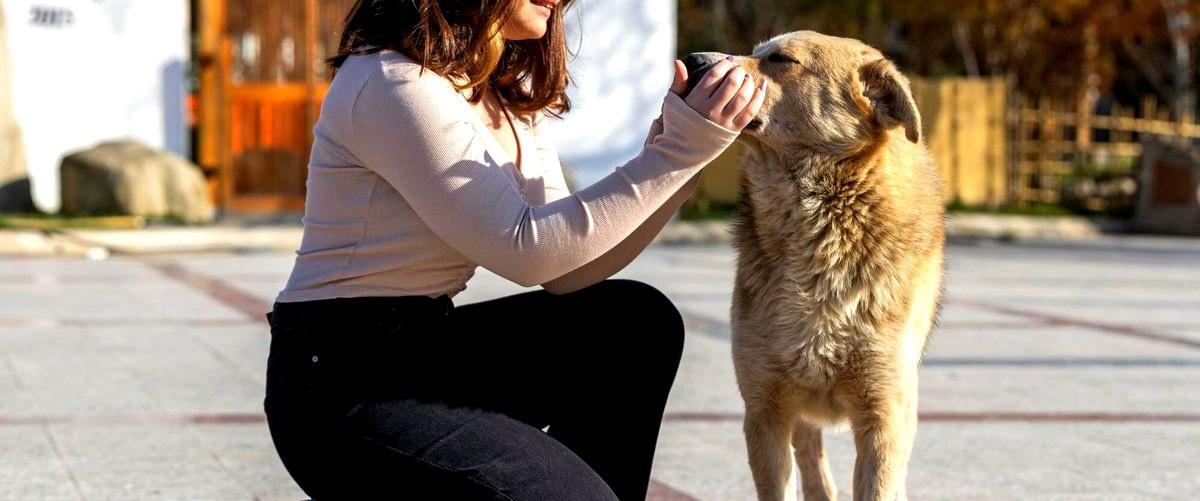 ¿Cuál es el precio medio de un curso de adiestramiento canino en Segovia?