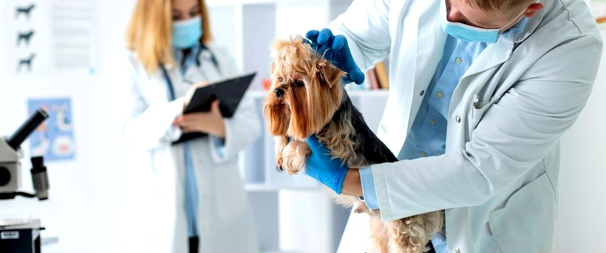 ¿Cuál es el precio medio de una consulta veterinaria en Barcelona?