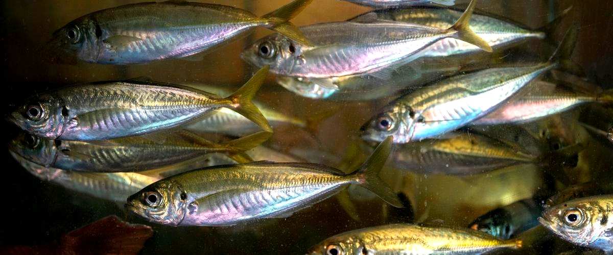 ¿Cuál es el precio promedio de los peces en Jerez de la Frontera?