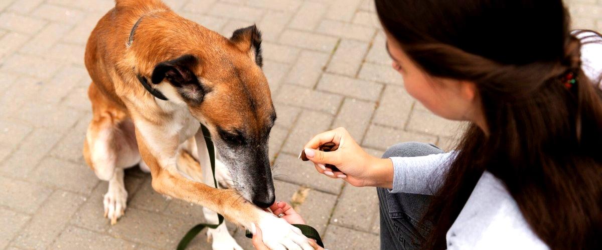 ¿Cuál es la demanda de adiestradores caninos en Elche (Alicante)?