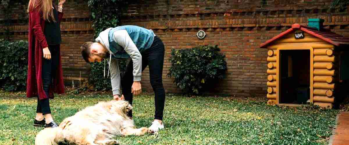 ¿Cuál es la diferencia entre un curso de adiestramiento canino básico y avanzado?