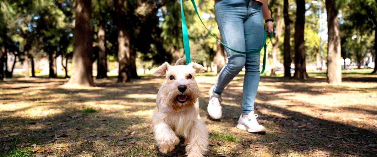 ¿Cuál es la diferencia entre un curso presencial y un curso online de adiestramiento canino?