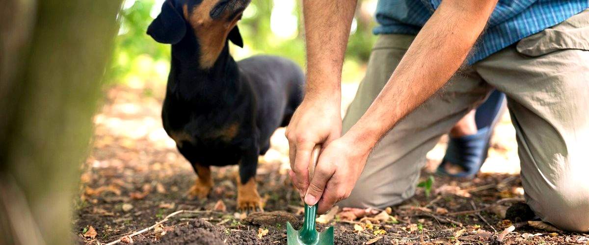 ¿Cuál es la diferencia entre un curso presencial y uno en línea de adiestramiento canino?