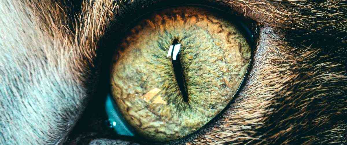 ¿Cuál es la diferencia entre un oculista y un oftalmólogo?