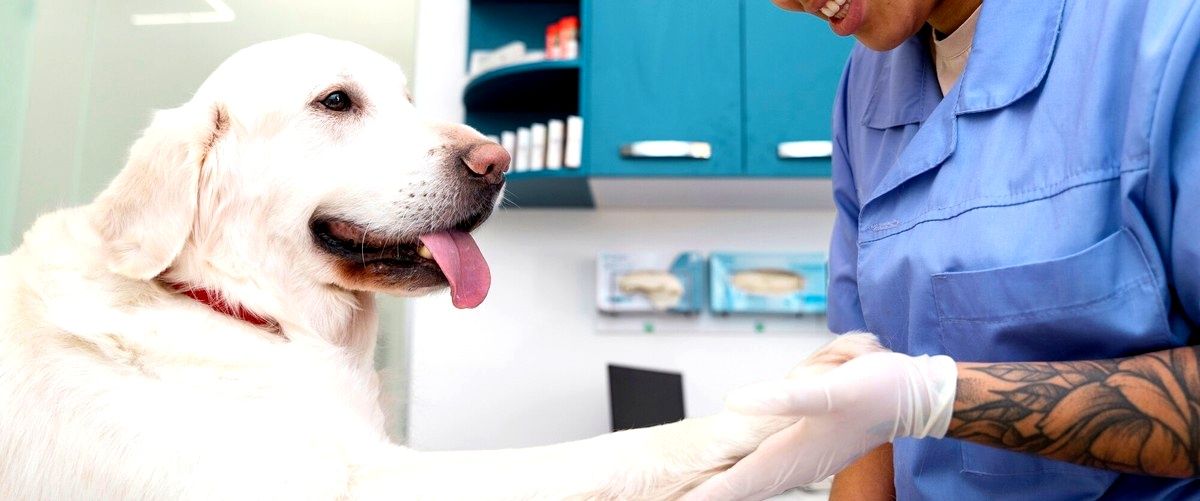 ¿Cuál es la diferencia entre una clínica veterinaria y un consultorio veterinario en Reus (Tarragona)?