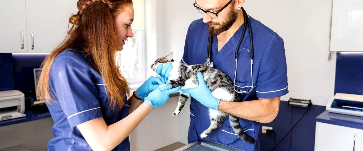 ¿Cuál es la diferencia entre una veterinaria privada y una pública?