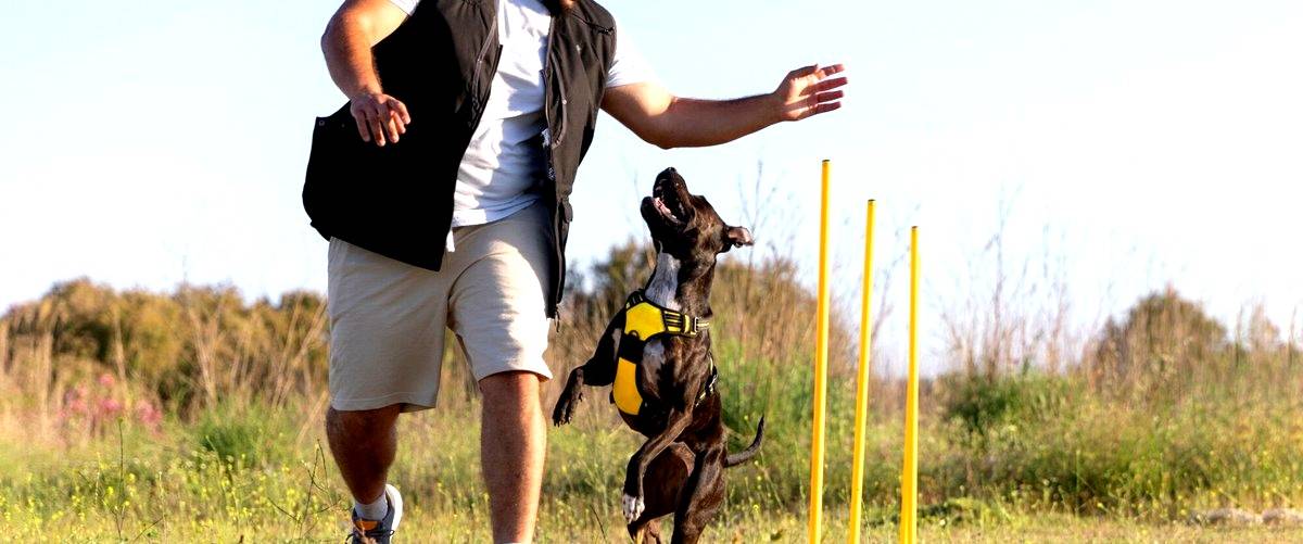 ¿Cuál es la duración de la carrera de adiestrador canino?