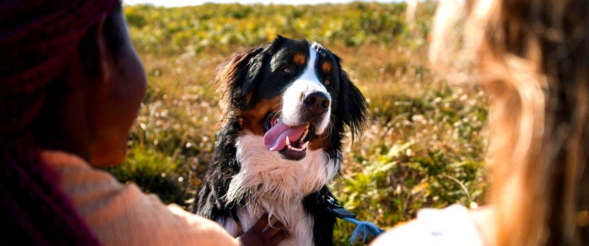 ¿Cuál es la duración de la carrera de adiestrador canino en Ávila?
