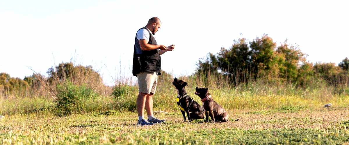 ¿Cuál es la duración de la carrera de adiestrador canino en Palma de Mallorca, Baleares?