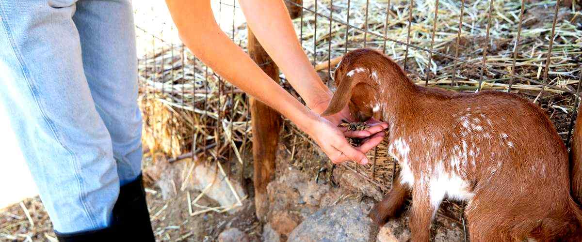 ¿Cuál es la duración mínima de la estancia en una guardería canina?