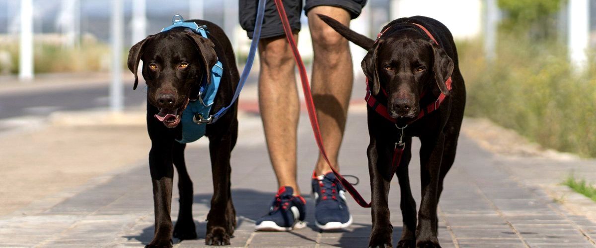 ¿Cuál es la duración promedio de una estadía en un centro de cuidado canino?