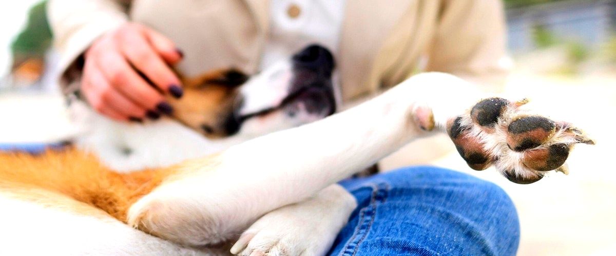 ¿Cuál es la duración promedio de una estancia en una residencia para perros?