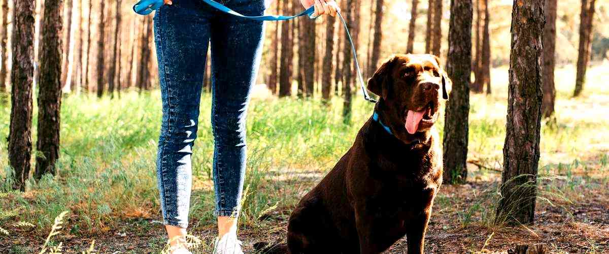 ¿Cuál es la duración típica de un curso de adiestramiento canino?