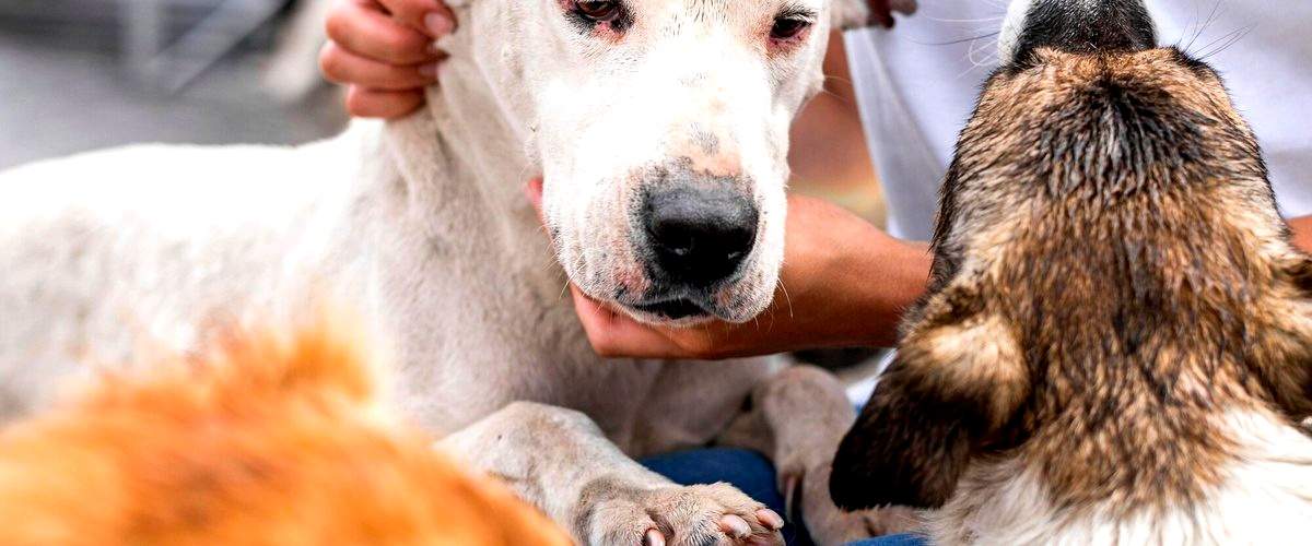 ¿Cuál es la formación académica necesaria para ser veterinario?