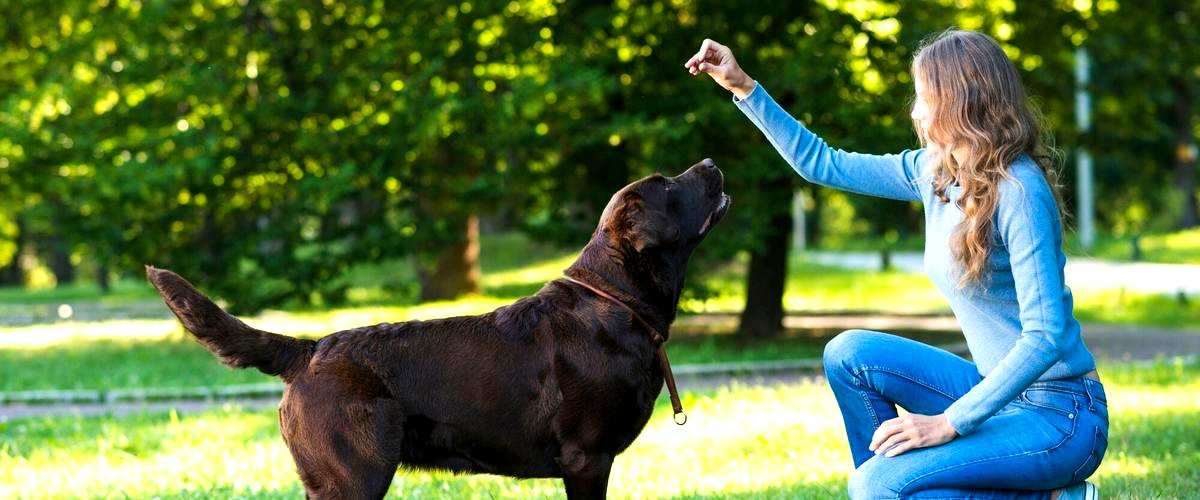 ¿Cuál es la importancia de la socialización en el adiestramiento canino?