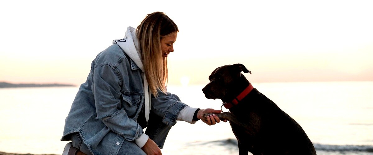 ¿Cuál es la mejor forma de elegir un curso de adiestramiento canino adecuado para mí?