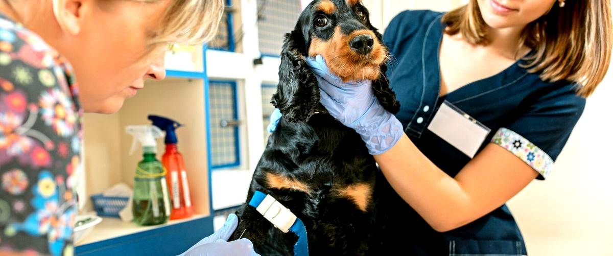 ¿Cuáles servicios están incluidos en los servicios veterinarios en La Rioja?