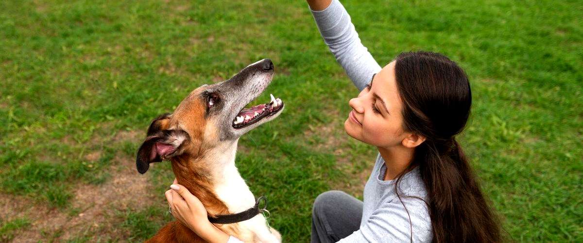 ¿Cuáles son las diferentes especializaciones en el adiestramiento canino?